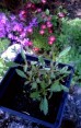Werbena patagońska 'Little One' (Verbena bonariensis)