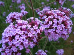 Werbena patagońska (Verbena bonariensis) 