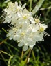Wiązówka bulwkowa (Filipendula vulgaris)