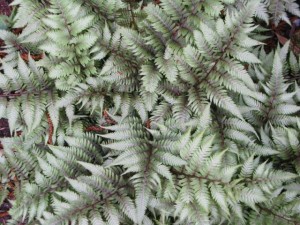 Wietlica japońska ‘Red Beauty’ (Athyrium niponicum)