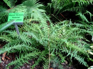 Wietlica samicza ‘Victoriae’ (Athyrium filix-femina)