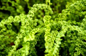 Wietlica samicza ‘Frizelliae’ (Athyrium filix-femina)