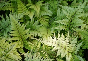 Wietlica ‘Okanum’ (Athyrium otophorum)