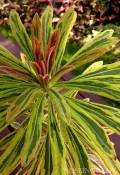 Wilczomlecz 'Ascot Rainbow' (Euphorbia x martinii)