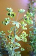 Wilczomlecz 'Ascot Rainbow' (Euphorbia x martinii)