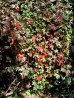 Winobluszcz pięciolistkowy (Parthenocissus quinquefolia)