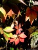 Winobluszcz pięciolistkowy (Parthenocissus quinquefolia)
