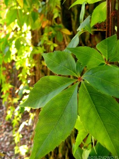 Winobluszcz pięciolistkowy (Parthenocissus quinquefolia)