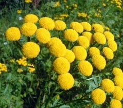 Wrotycz pospolity ‘Crispa’ (Tanacetum vulgare ‘Crispa’) ODSTRASZA KOMARY