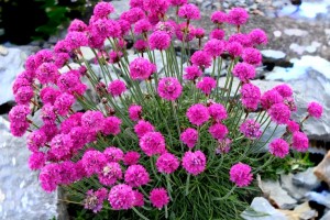 Zawciąg nadmorski ‘Armada Rose’ (Armeria maritima) - zestaw 10 sztuk