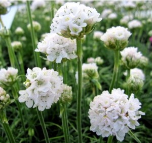 Zawciąg nadmorski ‘Armada White’ (Armeria maritima) - zestaw 10 sztuk