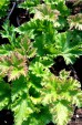 Zawilec japoński 'Crispa' (Anemone hupehensis)