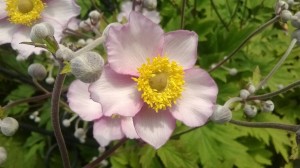 Zawilec japoński 'Crispa' (Anemone hupehensis)