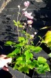 Zawilec mieszańcowy ‘Margarete’ (Anemone x hybrida)