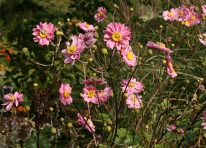 Zawilec mieszańcowy ‘Pamina’ (Anemone x hybrida)