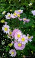 Zawilec japoński ‘September Charm’ (Anemone hupehensis) - zestaw 10 sztuk