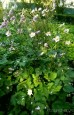 Zawilec japoński ‘September Charm’ (Anemone hupehensis) 