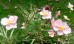 Zawilec japoński ‘September Charm’ (Anemone hupehensis) - zestaw 10 sztuk
