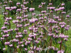 Żeleźniak bulwiasty (Phlomis tuberosa)