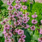 Żeleźniak bulwiasty 'Bronze Flaming' (Phlomis tuberosa)