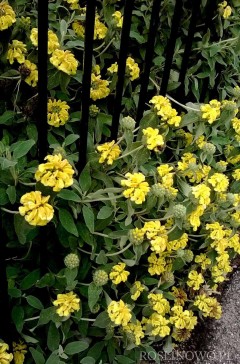 Żeleźniak krzewiasty (Phlomis fruticosa)