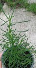 Ziele oliwne (Santolina viridis)