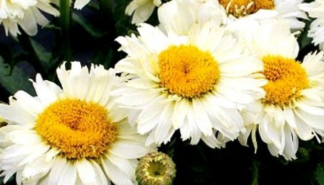 Złocień wielki 'Bridal Bouquet' (Leucanthemum x superbum Bridal Bouquet)