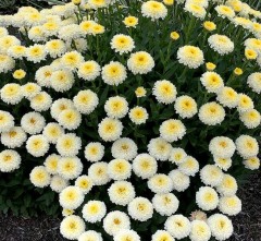 Złocień wielki 'Luna' (Leucanthemum x superbum)