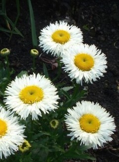 Złocień wielki 'Real Galaxy' (Leucanthemum x superbum Real Galaxy)