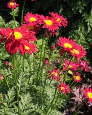 Złocień różowy ‘Robinson Red’ (Leucanthemum coccineum)