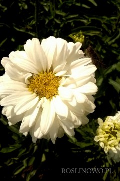 Złocień wielki 'Victorian Secret' (Leucanthemum x superbum Victorian Sectret)