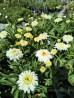 Złocień wielki 'Victorian Secret' (Leucanthemum x superbum Victorian Sectret)