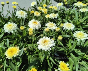 Złocień wielki 'Victorian Secret' (Leucanthemum x superbum Victorian Sectret)