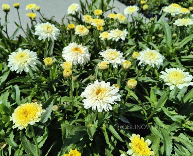 Złocień wielki 'Victorian Secret' (Leucanthemum x superbum Victorian Sectret)