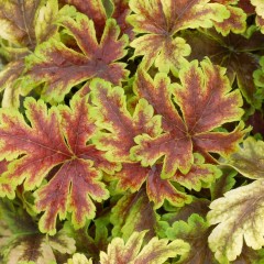 Żuraweczka 'Gold Zebra' (Heucherella)