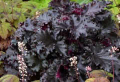 Żurawka 'Black Taffeta' (Heuchera)