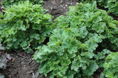 Żurawka 'Malachite' (Heuchera americana)