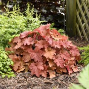 Żurawka 'Peachberry Ice' (Heuchera x hybrida)