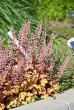 Żurawka „Rockies Amber” (Heuchera x hybrida)