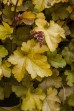 Żurawka „Rockies Amber” (Heuchera x hybrida)