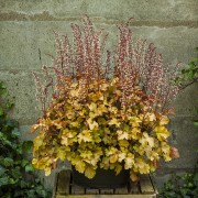 Żurawka „Rockies Amber” (Heuchera x hybrida)