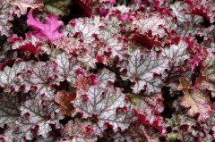 Żurawka 'Can Can' (Heuchera)