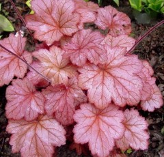 Żurawka 'Georgia Peach' (Heuchera)