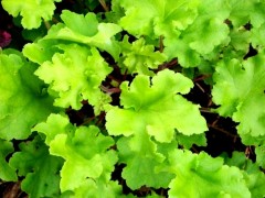 Żurawka 'Lime Marmalade' (Heuchera x hybrida)