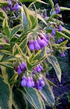 Żywokost ogrodowy ‘Axmisters gold’  (Symphytum uplandicum)