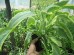 Żywokost ogrodowy ‘Axmisters gold’  (Symphytum uplandicum)