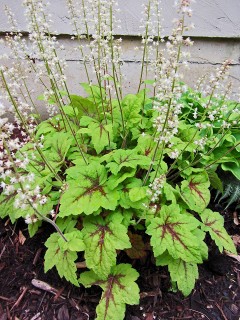 Żuraweczka 'Stoplight' (Heucherella)