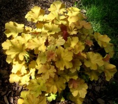 Żurawka ogrodowa 'Amber Waves' (Heuchera x hybrida)