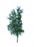 Brzoza omszona, DUŻE SADZONKI wys. 250-300 cm, obwód pnia 8-10 cm (Betula pubescens)