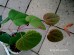 Grujecznik japoński (Cercidiphyllum japonicum)